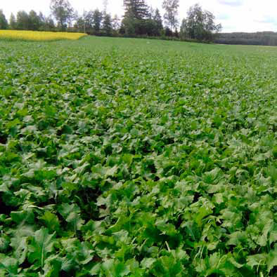  Peura-Kauris Diana Yksivuotinen seos 3 kg 