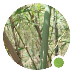  Tihkukastelusarja ajastimella 50m bambu 