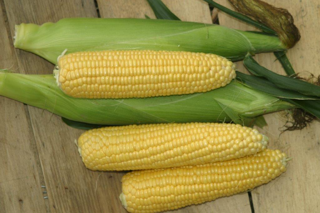  Maissin siemen Takeoff F1 