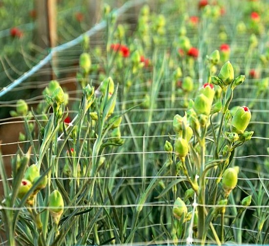  Leikkokukan/Vadelma tukiaitaverkko 