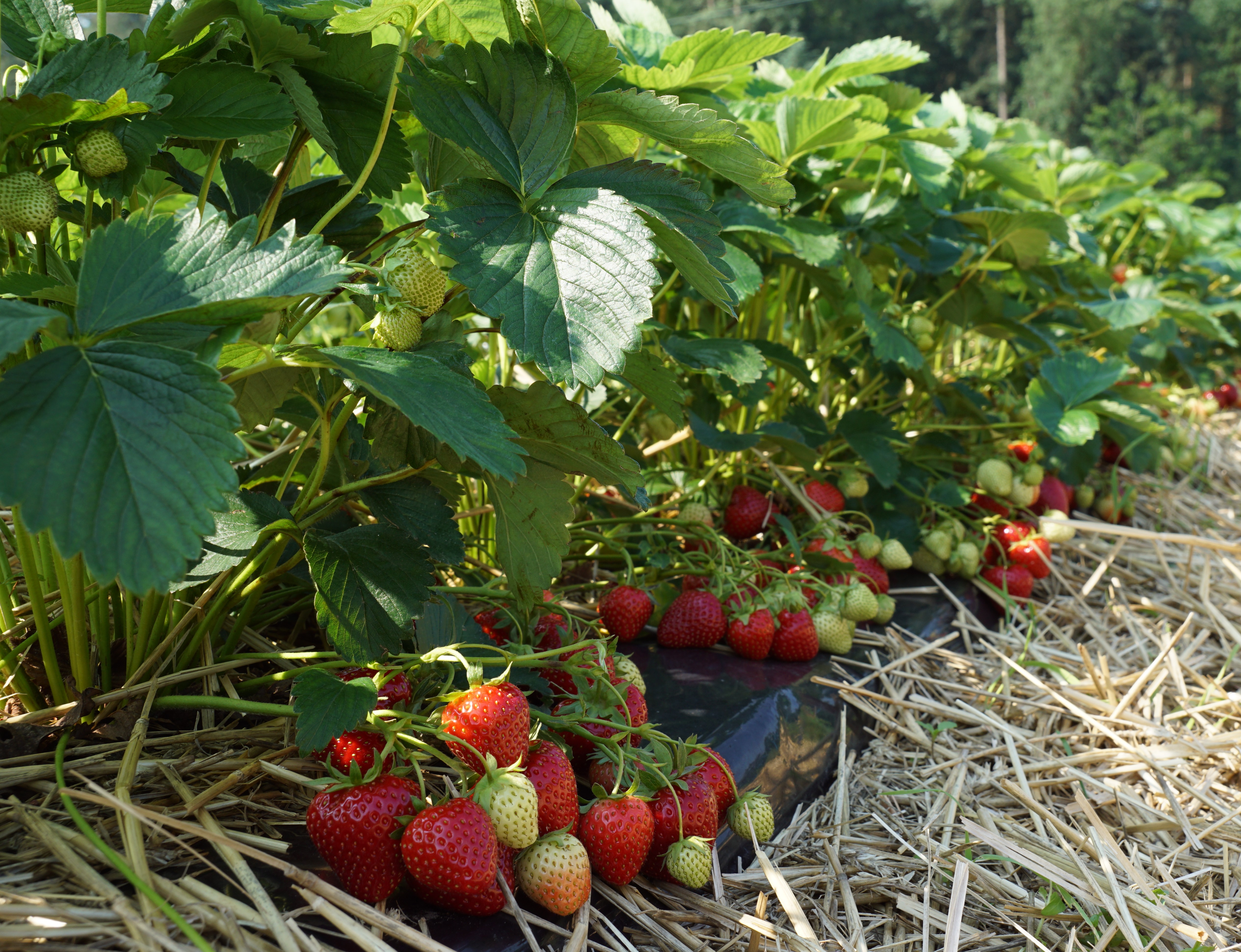  Mansikan taimia rivissä, joissa kypsiä ja raakoja mansikoita 