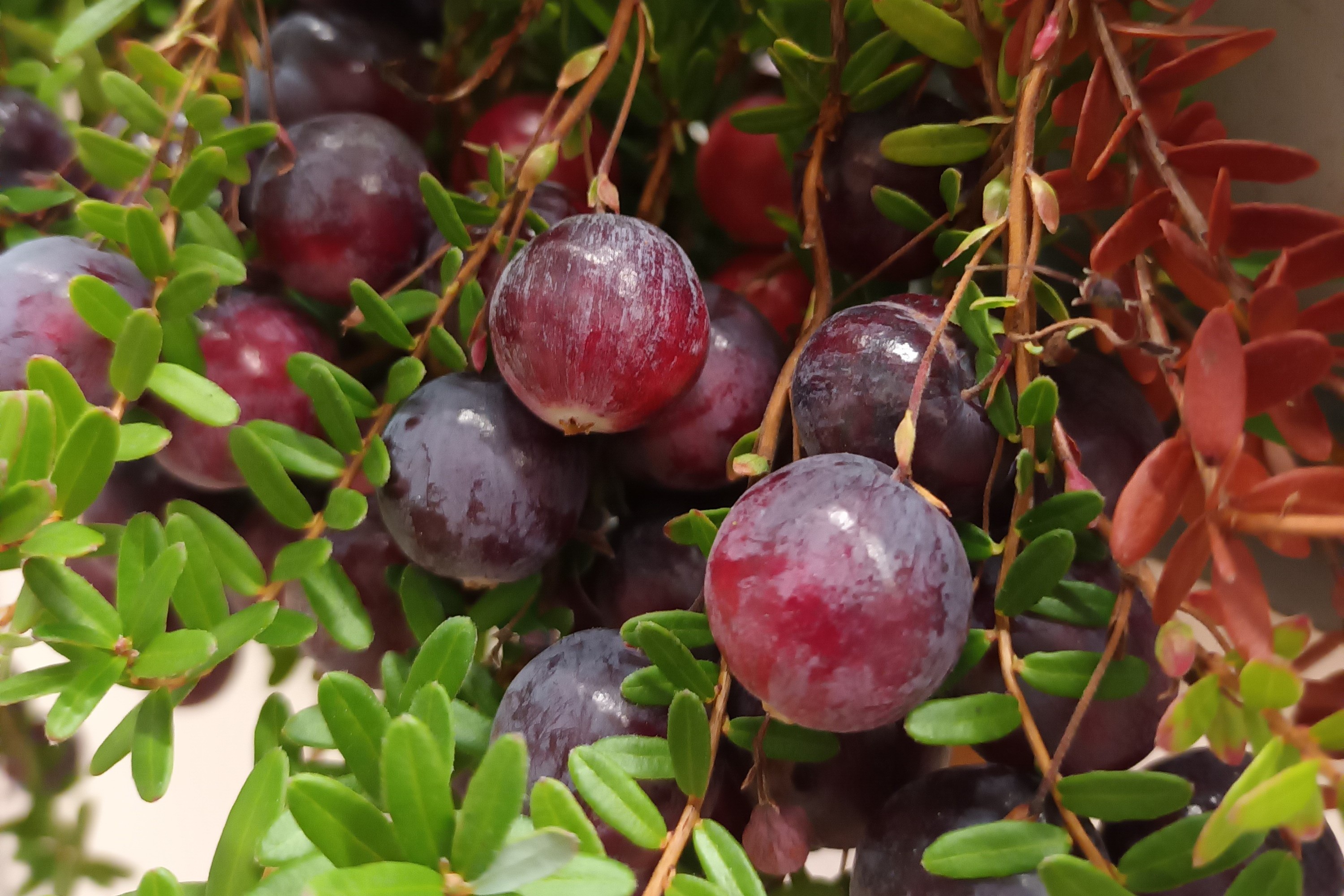  Amerikankarpalo Vaccinium macrocarpon 'Pilgrim', kotimainen 