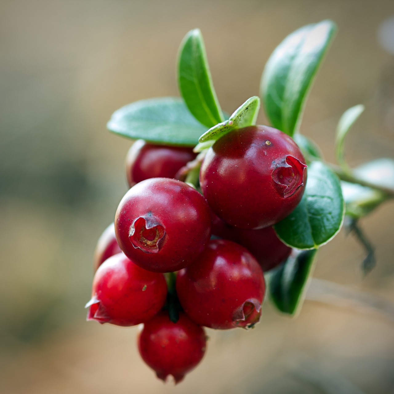  Amerikankarpalo Vaccinium macrocarpon 'Pilgrim', kotimainen 