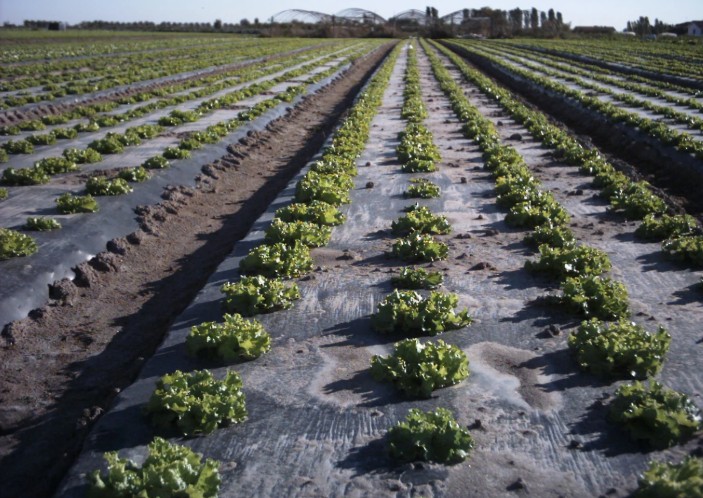  Biohajoava katekalvo BioAgri 0,035mm 