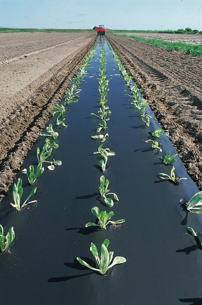  Biohajoava maankatekalvo BioAgri 0,035mm 1,3m x 500m 