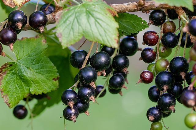  Mustaherukka 'Ribes nigrum' kotimainen 