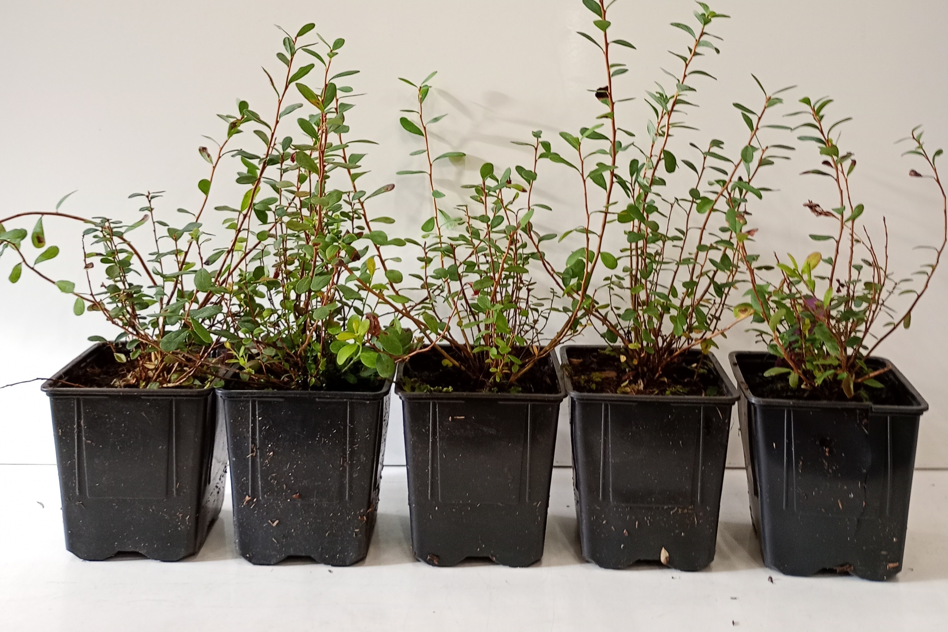  Juolukka, kotimainen 