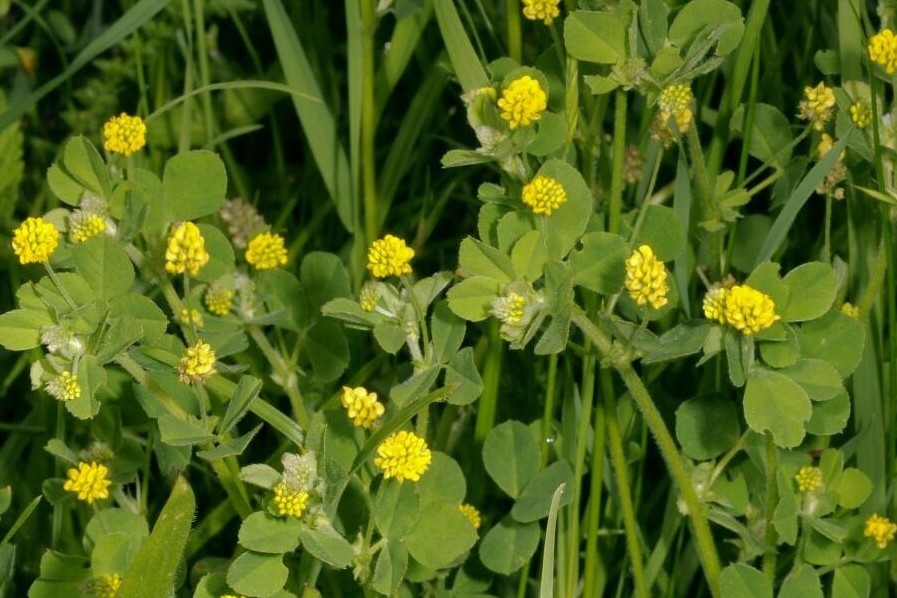  DiAgri Nurmimailanen 