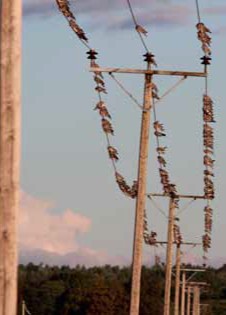  Diana Kyyhkysherne Riistarehu 