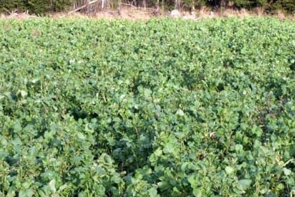  DiAgri Öljyretikka 'Standard'  