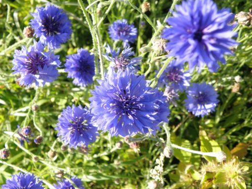  Diana Ruiskaunokki 250g 