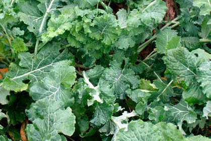  Diana Talvirehurapsi 3 kg 