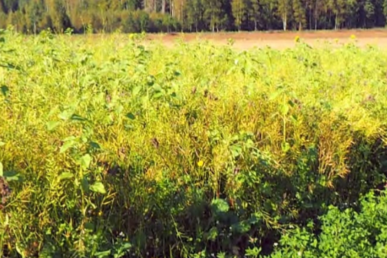  Diana Fasaani-Peltopyy seos 