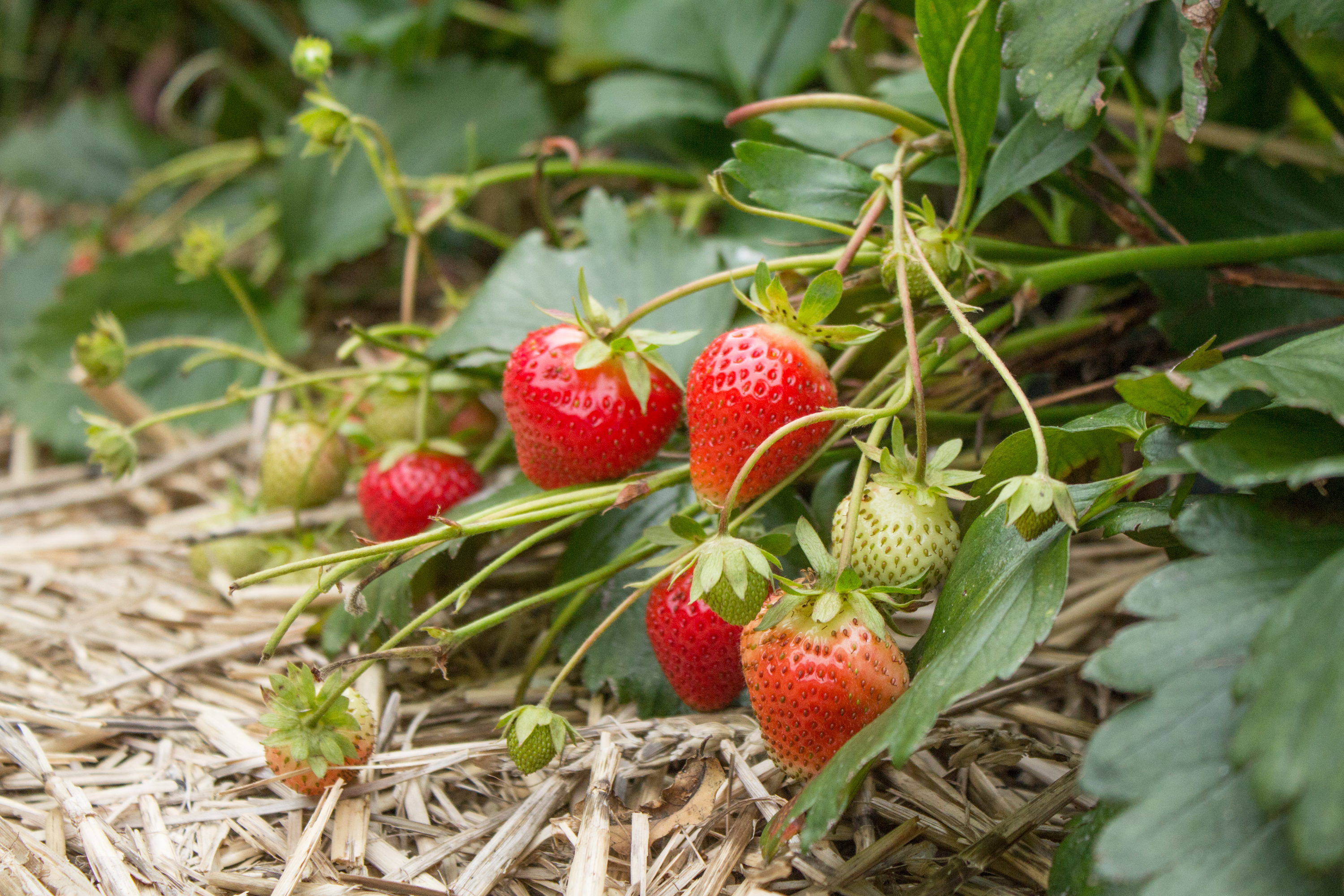  punaisia mansikoita kukkavanoissa 