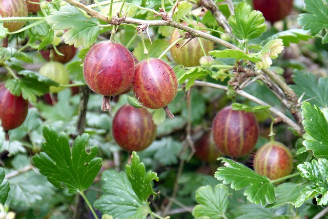  Karviainen Ribes Uva-crispa 'Lepaan Punainen', kotimainen 