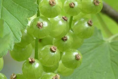  Viherherukka (Ribes Nigrum) kotimainen 