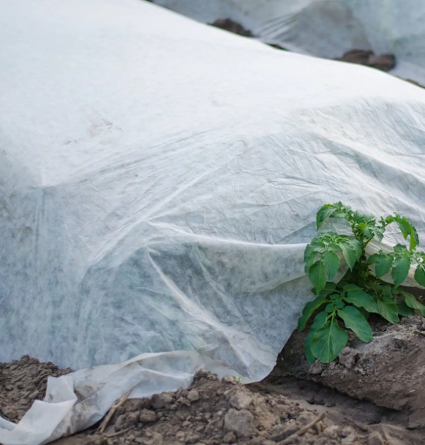  Harso Varhaisviljelyyn 