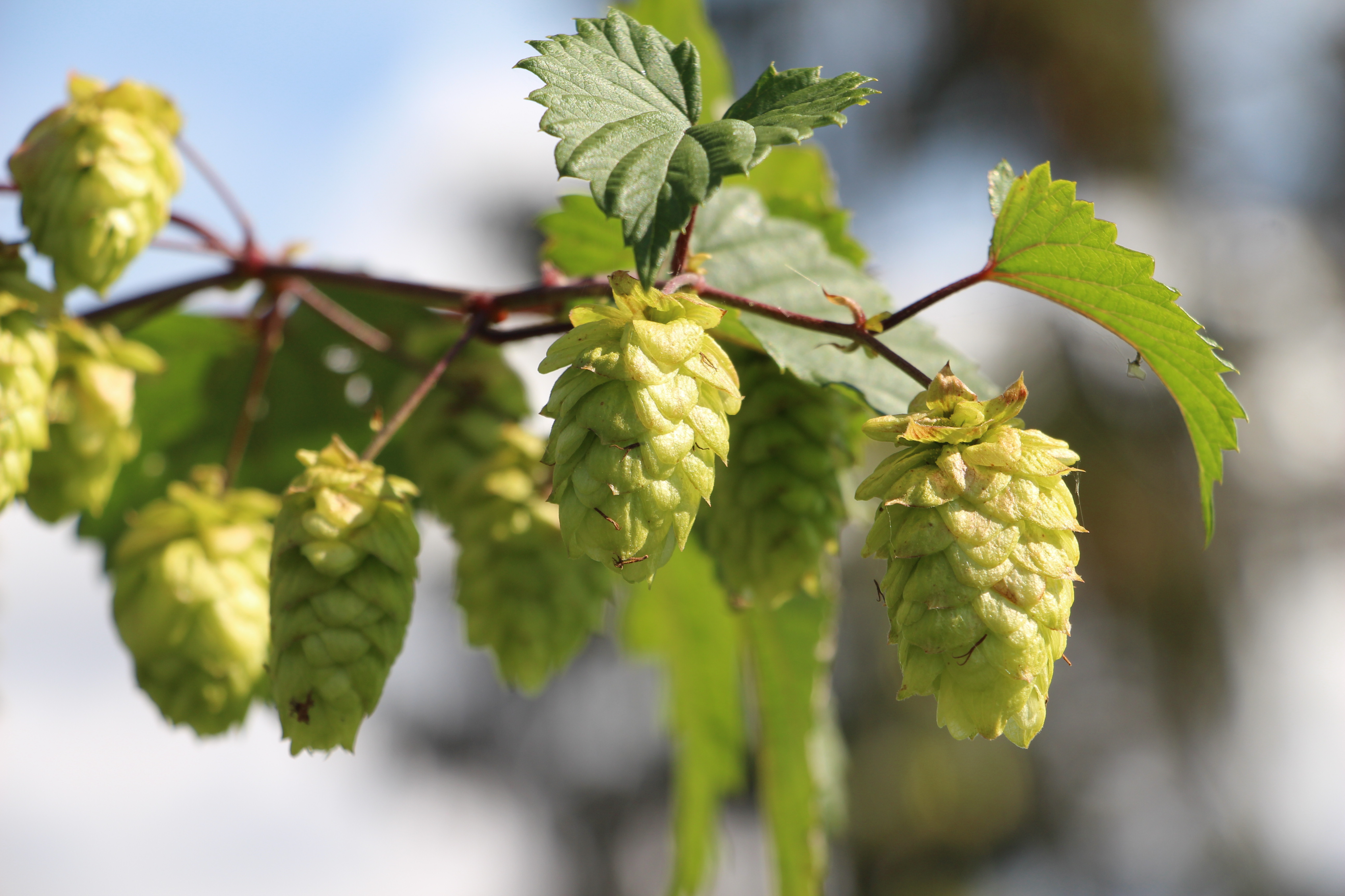  Humala Humulus Lupulus 'Kähäri' 