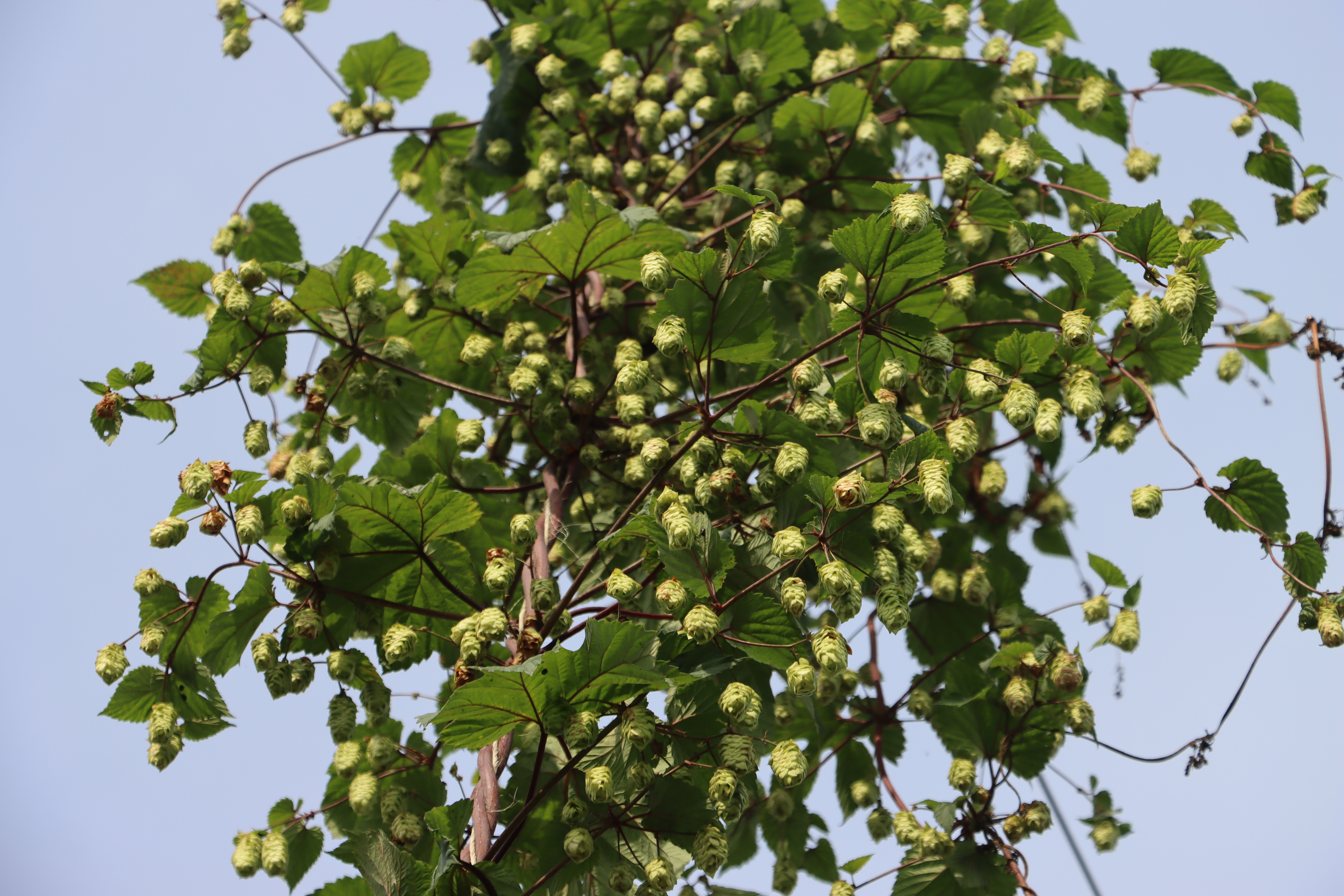  Humala Humulus Lupulus 'Kernaala' 
