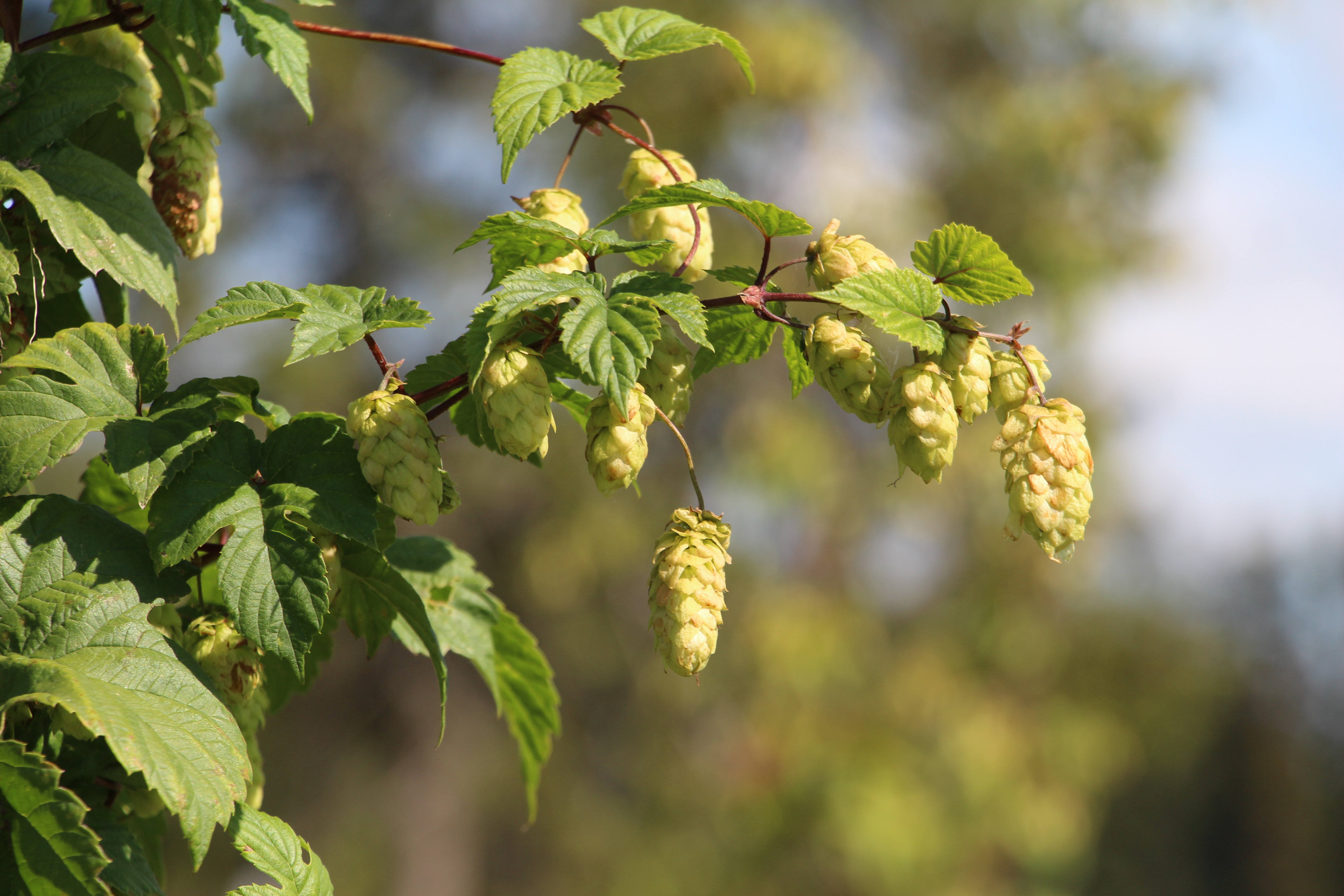  Humala Humulus Lupulus 'Alma' 