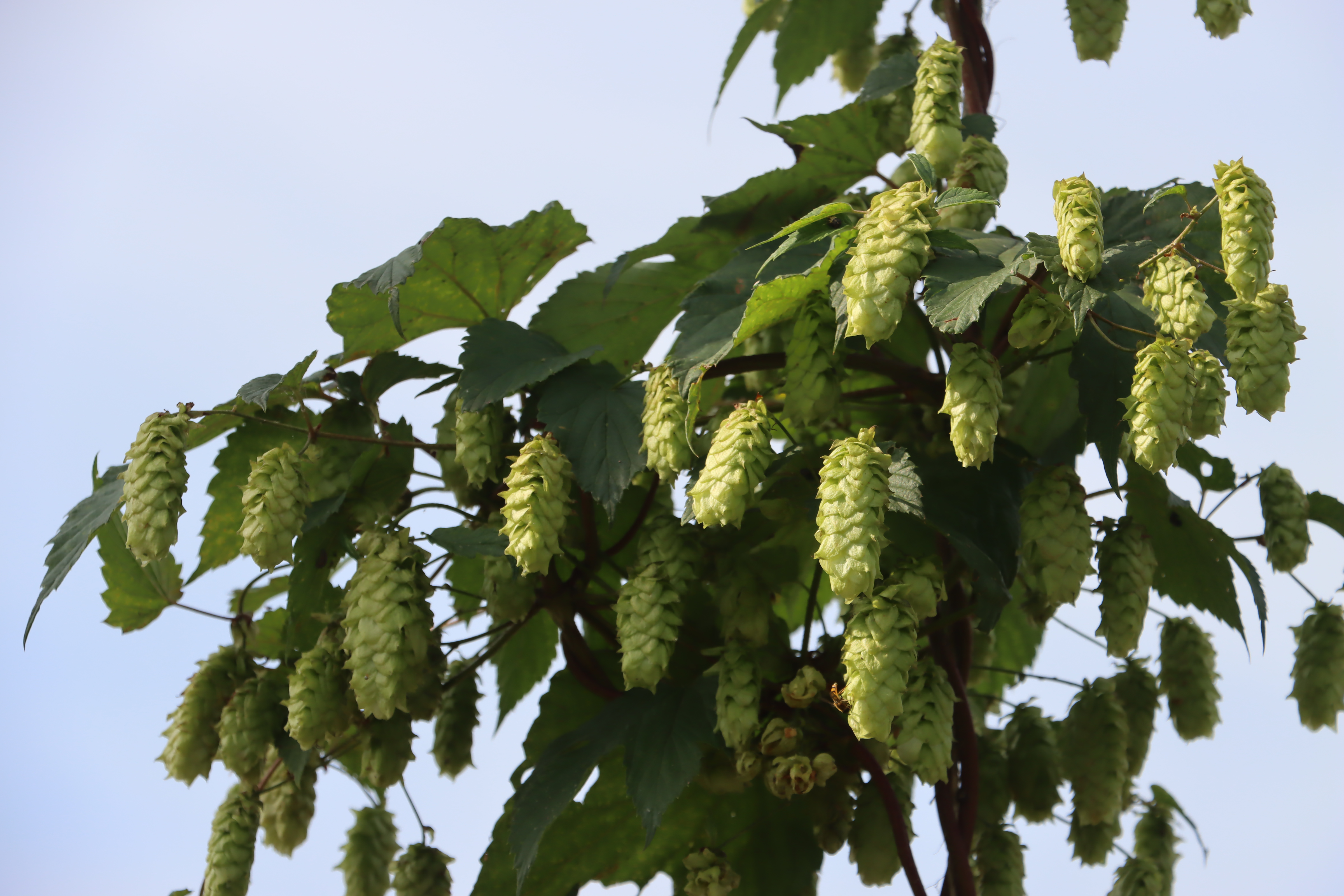  Humala Humulus Lupulus 'Maliskylä' 