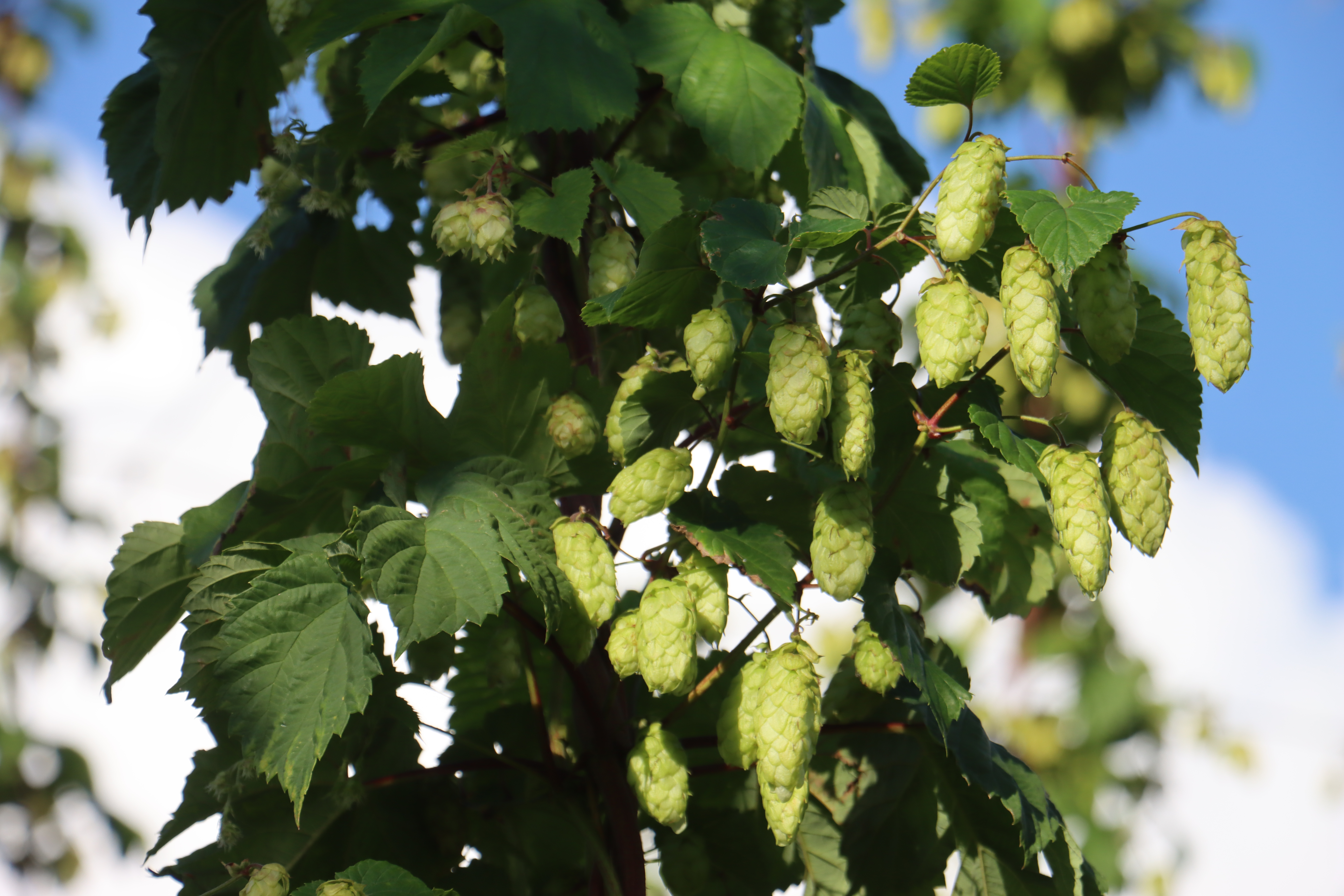  Humala Humulus Lupulus 'Peräkorpi-Nisu' 