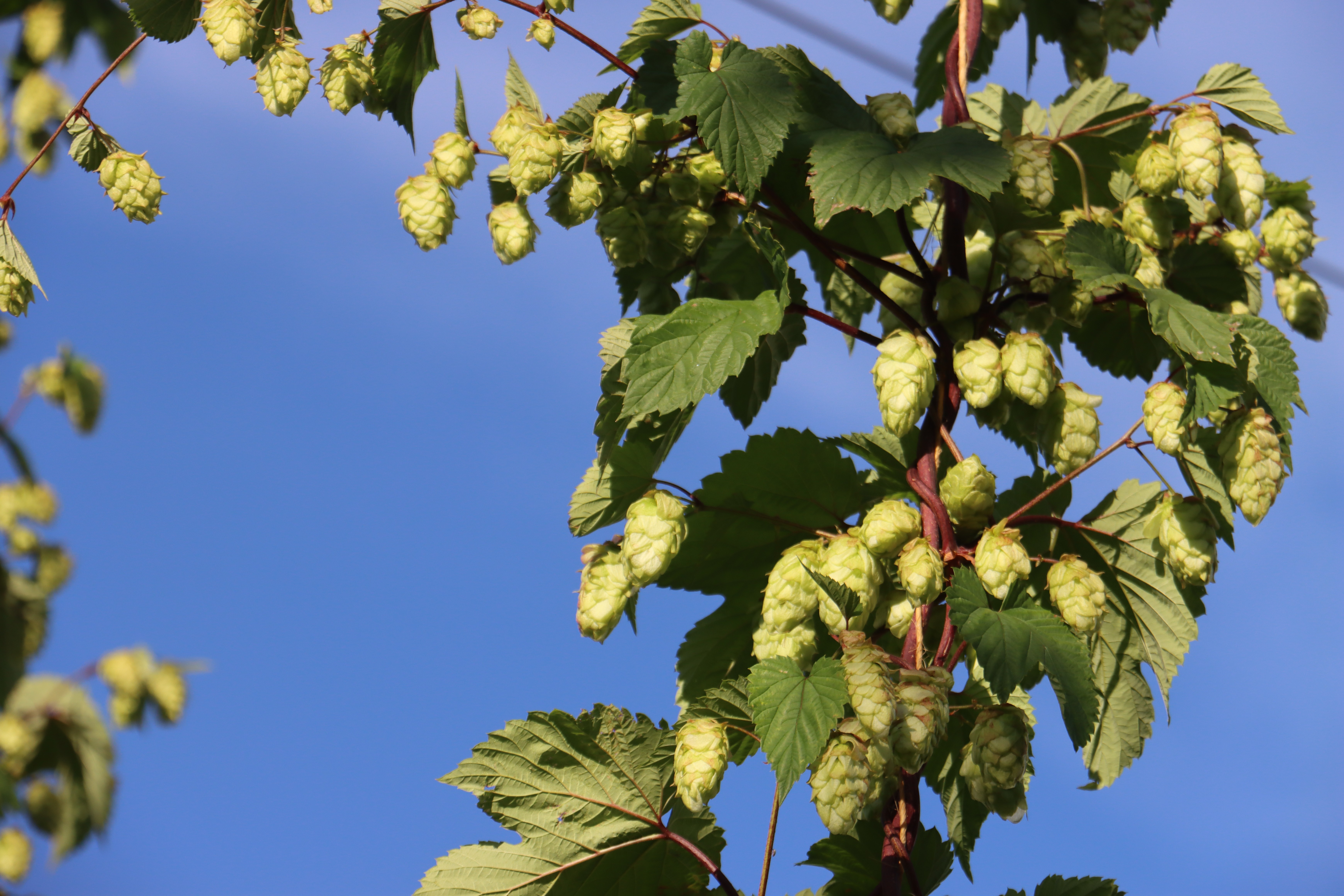 Humala Humulus Lupulus 'Torppari' 