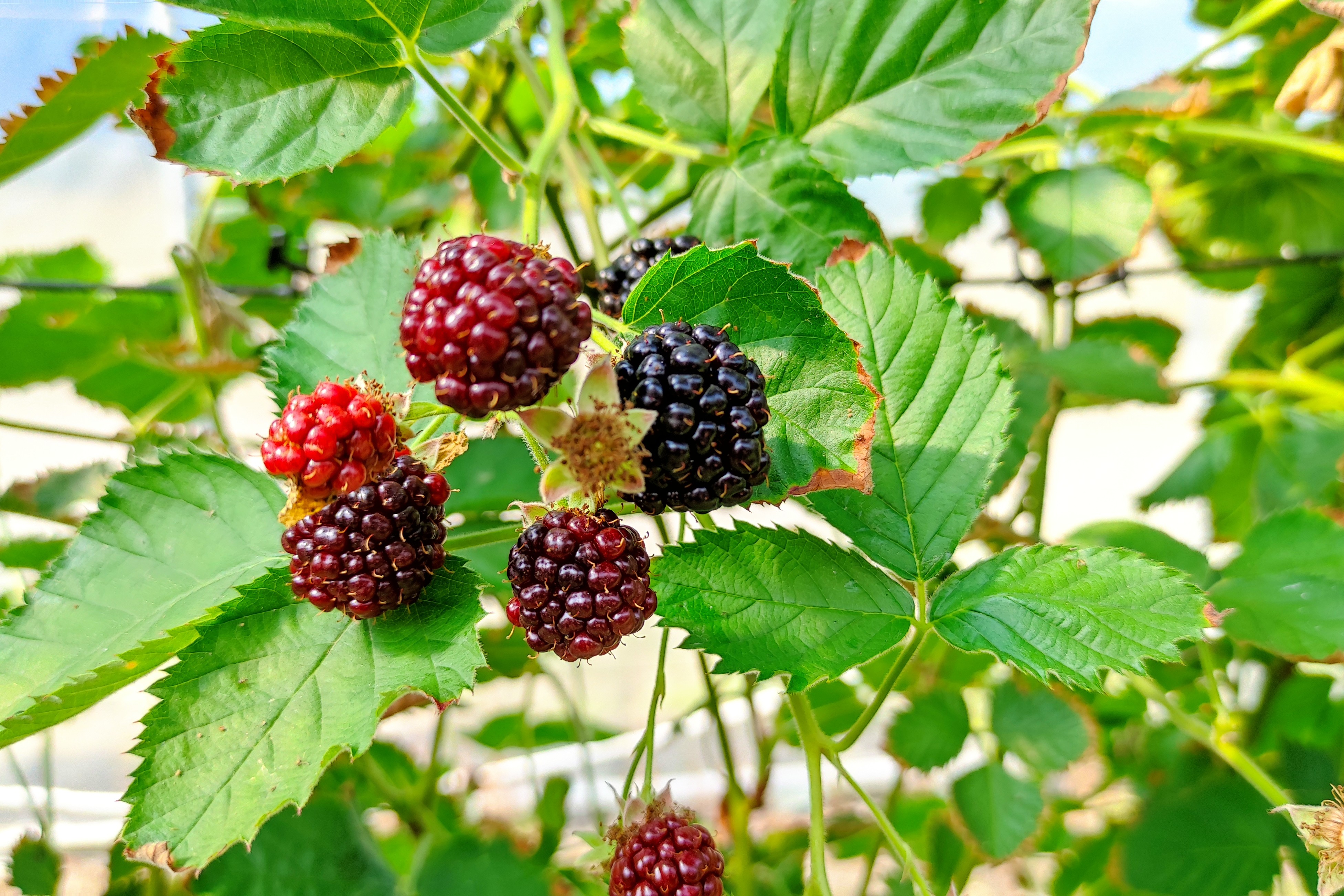  Karhunvadelma Loch Ness 5C pitkäverso potti, 160cm 