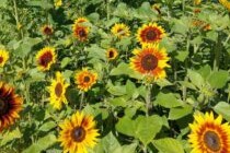  Auringonkukka seos 250 g  