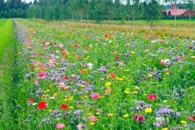  Koristekukka Diana Yksivuotinen seos  