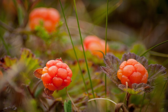 Lakka Rubus chamaemorus 'Nyby', kotimainen