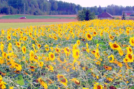 Maisema Diana Yksivuotinen seos 
