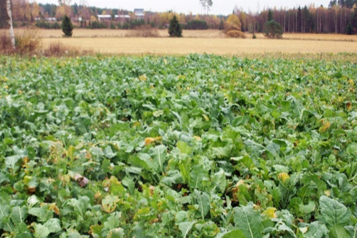  Diana Peura-Kauris seos 