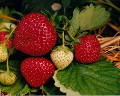  Mansikka, kotimainen pottitaimi 