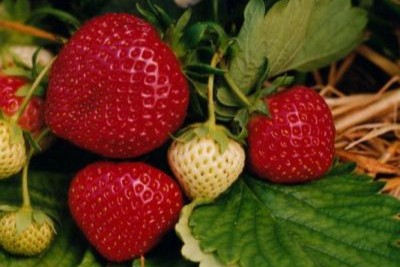  Mansikka, kotimainen pottitaimi 