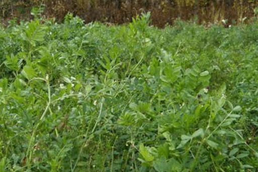  Timeout DiAgri 20 kg 