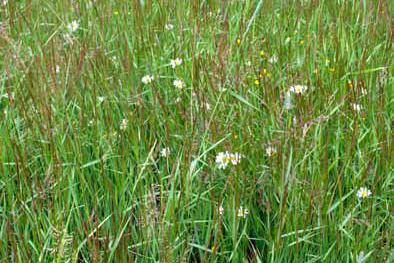  Niitty Diana Monivuotinen seos 10 kg 