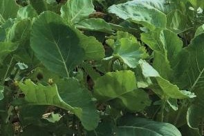  Öljyretikka 25 kg säkki 