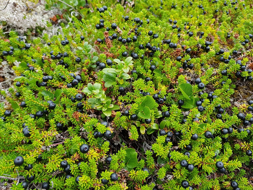  Pohjanvariksenmarja, kotimainen 