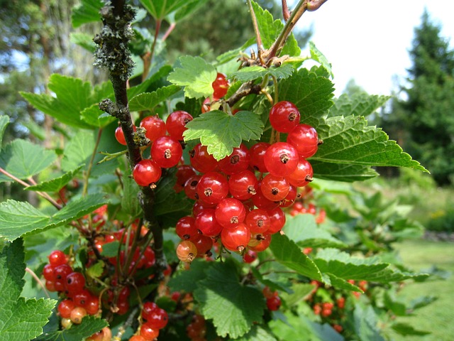  Punaherukka 'Ribes Rubrum' kotimainen 