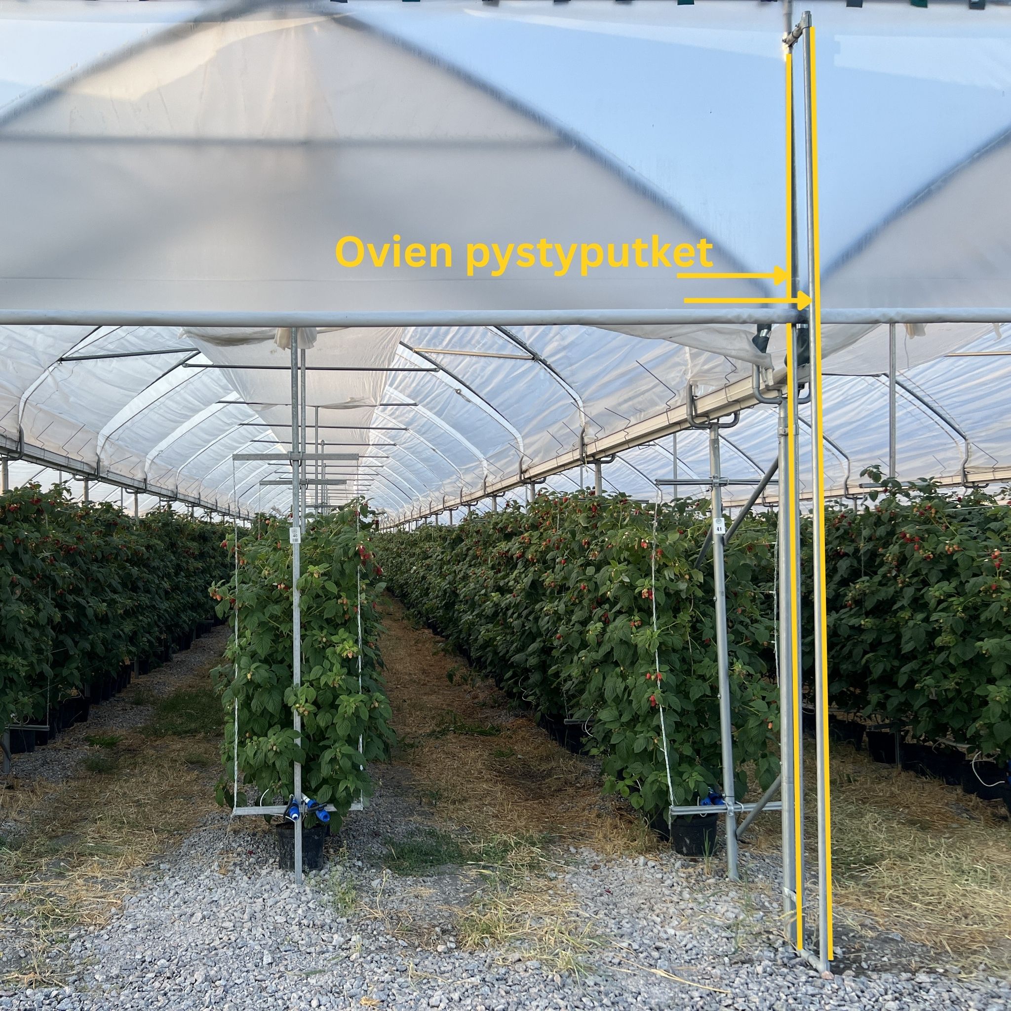  Keltaisella merkitty kasvutunnelikuvaan tunnelin oven pystyputket 