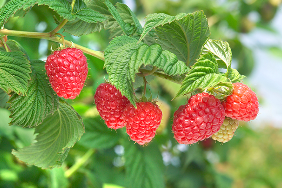  Vadelma Vajolet 2C satotaimi 160 cm 