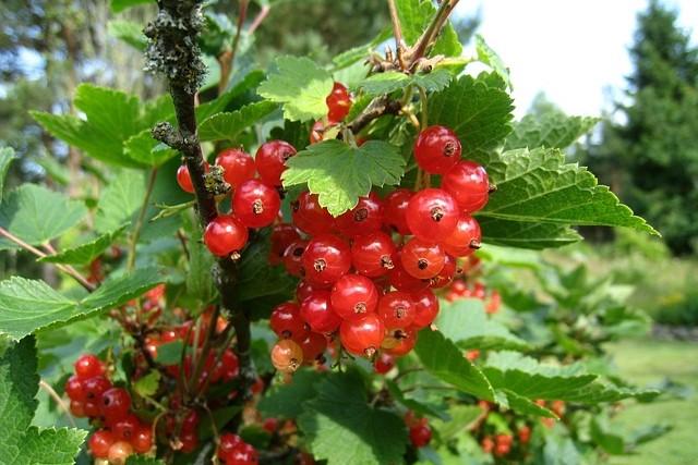  Punaherukka 'Ribes Rubrum' kotimainen 