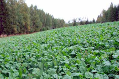  Riista Diana, yksivuotinen 