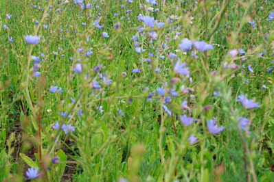  Monimuotoisuusniitty Diana 5 kg 