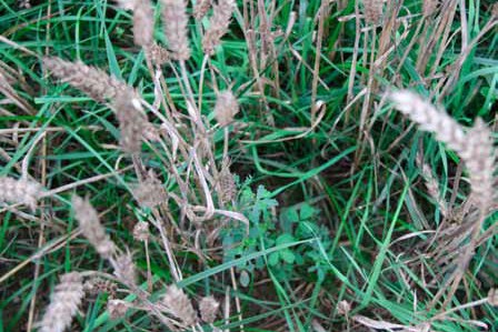  Riistalaidun Diana, monivuotinen 