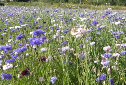  Ruiskaunokkiseos Diana 1kg 