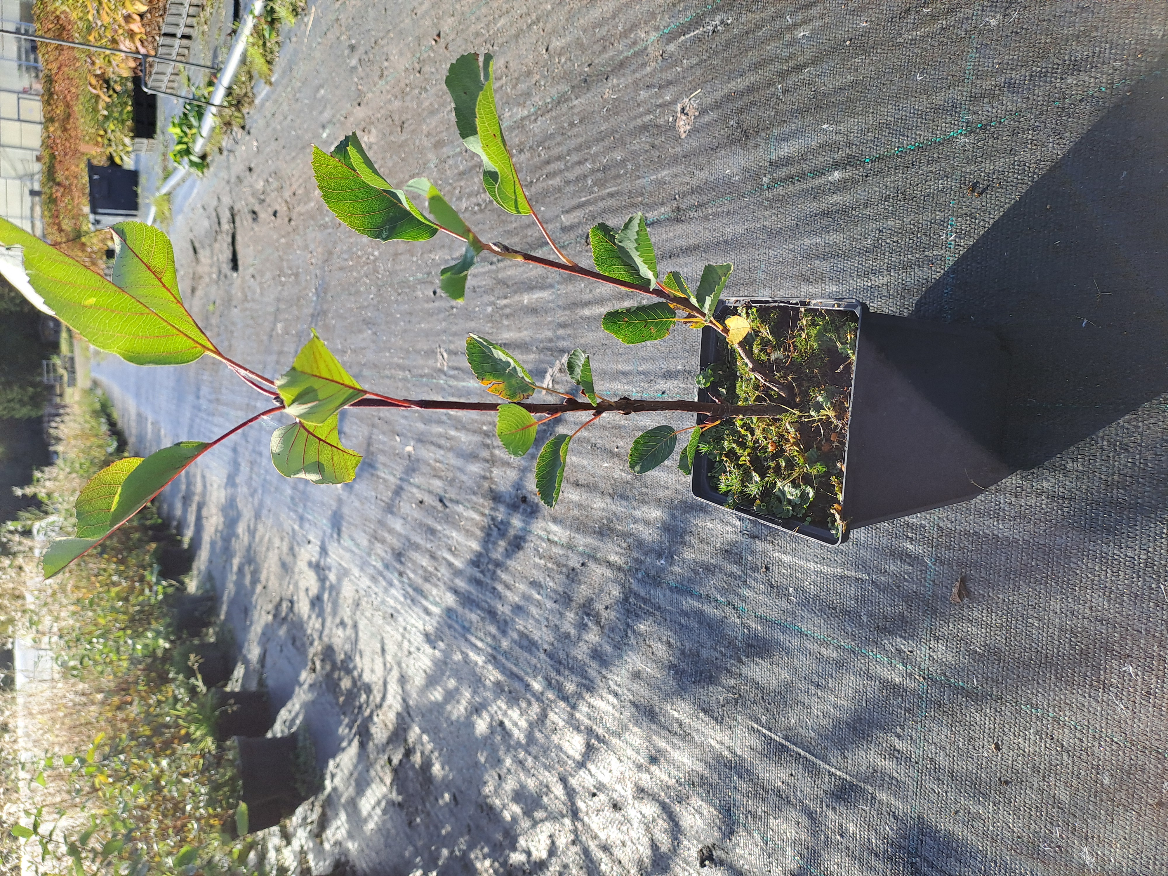  Marjatuomipihlaja, Saskatoon 'Amelanchier alnifolia', eri lajikkeita, kotimainen 