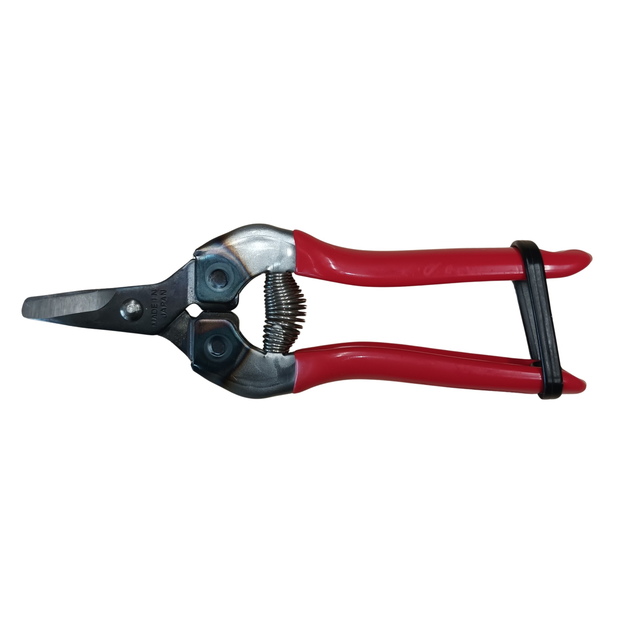  Punakahvaiset, lyhytteräiset puutarhasakset 