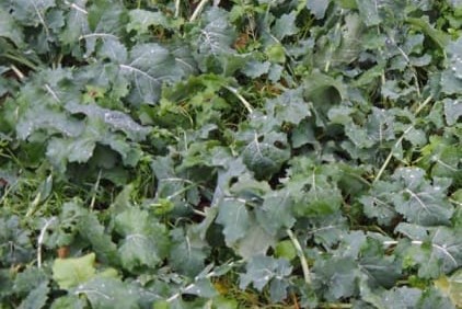  Syyskylvö Diana Monivuotinen seos 10 kg 